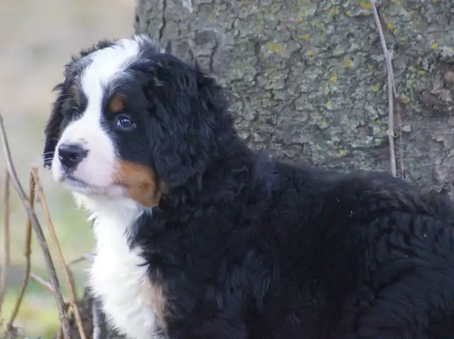 CKC reg. Bernese Mountain Dogs in Dogs & Puppies for Rehoming in Barrie - Image 3