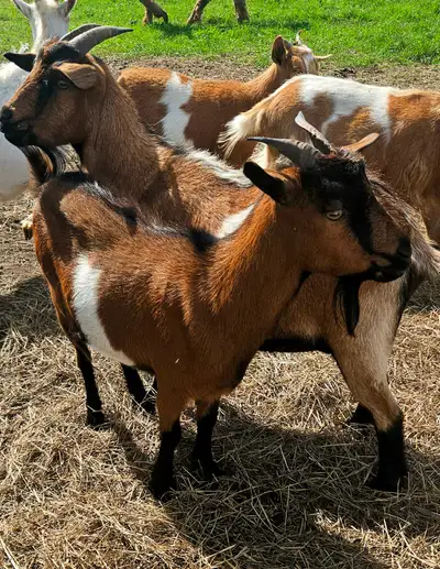 Fainting Goat Does, View more