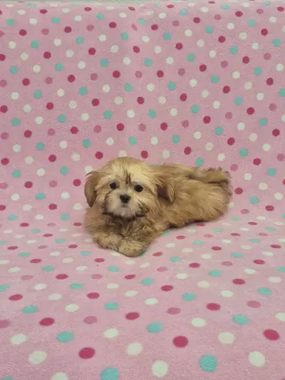 Stunning Pure Shih-Tzu Puppies, View more