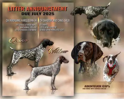 CKC GSP Puppies – Health Tested Parents, Sept Pickup, View more