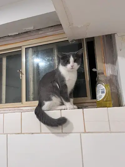 Cat for Sale, View more