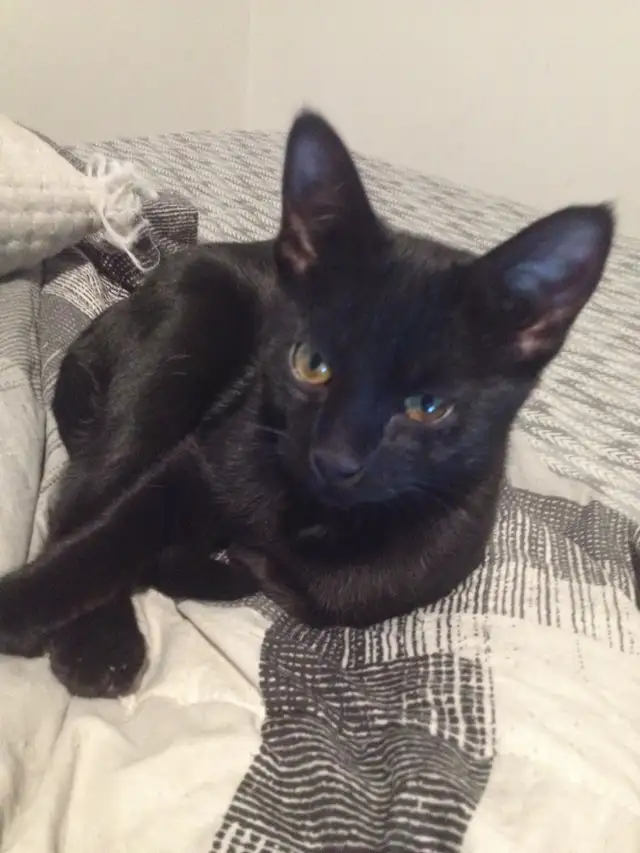 Russian Blue/ Maine Coon kittens. 3 kittens ready to go $40 in Cats & Kittens for Rehoming in Edmonton - Image 5