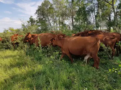 We have a small group of home raised Red Angus cows for sale. Various ages and priced accordingly $4...