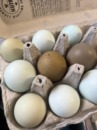 Easter/Olive Eggers hatching eggs & chicks