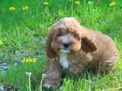 Cockapoo, View more