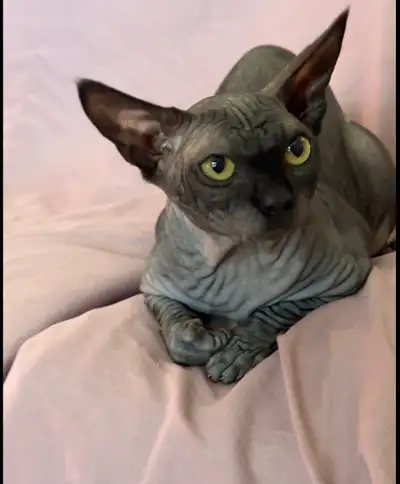 1 year old male sphynx Not neutered. Is the last of his litter Friendly, good with kids, other cats,...