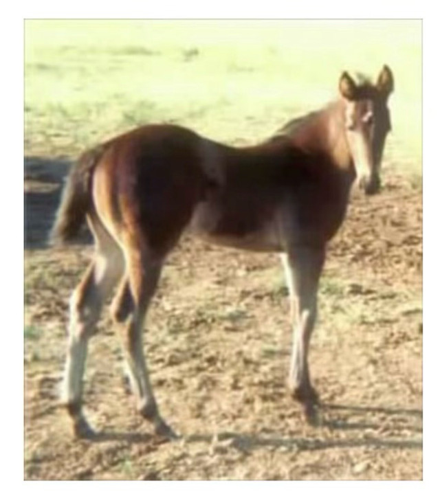 Race bred AQHA stallion at stud  in Horses & Ponies for Rehoming in Sudbury - Image 2