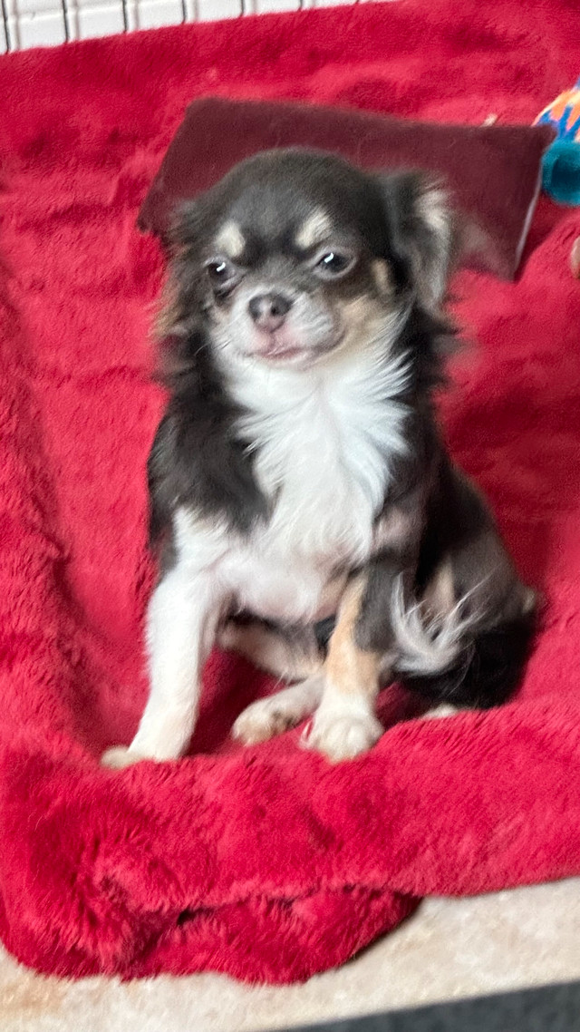 Beautiful chihuahua puppies price start at 1200.00 in Dogs & Puppies for Rehoming in City of Toronto - Image 2