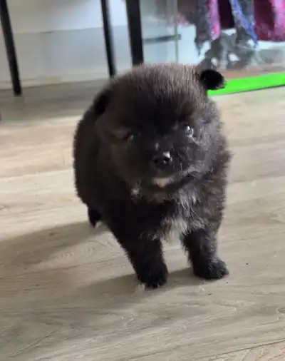 Pomeranian puppy, View more
