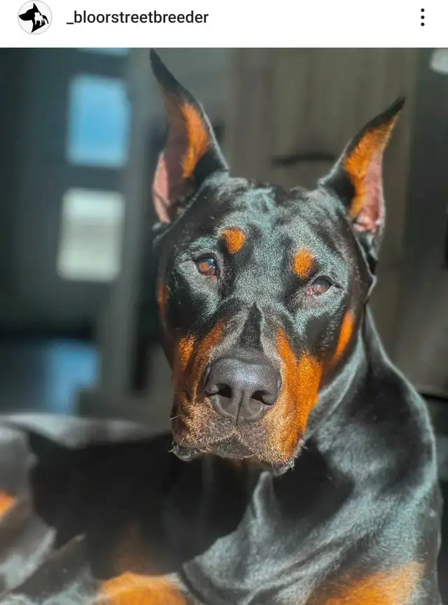 European Dobermans in Dogs & Puppies for Rehoming in City of Toronto - Image 4