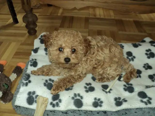 Caniche Toy, femelle abricot (rousse) in Dogs & Puppies for Rehoming in City of Montréal - Image 5