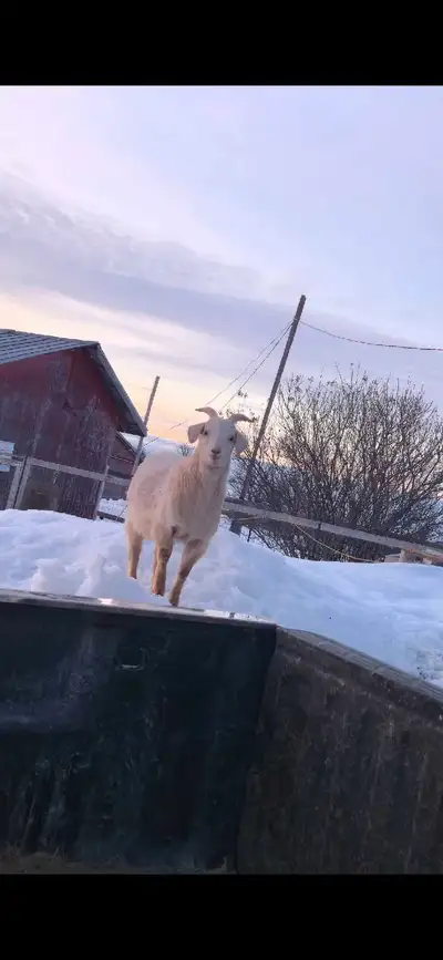 Goats for sale, View more