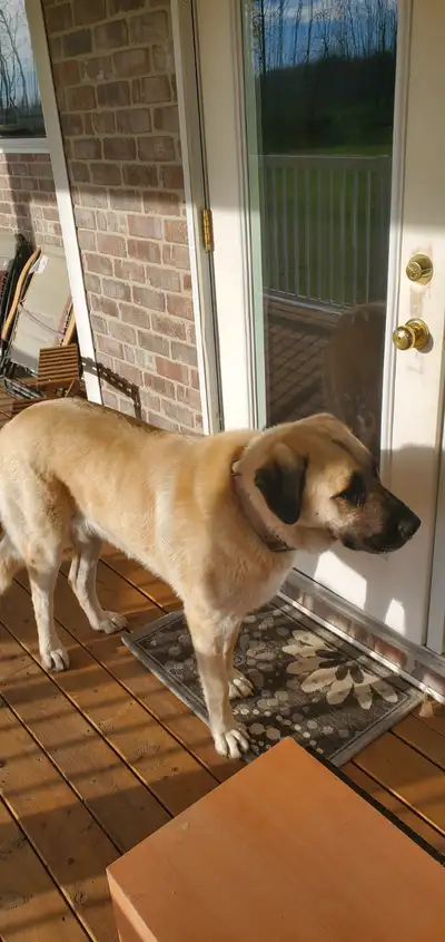3 yr old shepherd cross spayed female outside dog, View more