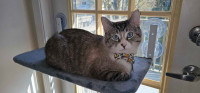 Monty - Siamese Tabby Mix Male Cat for Rehoming