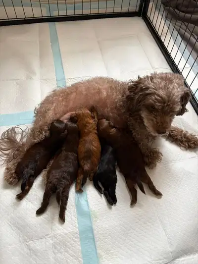 Adorable Shipoo puppies. 3 chocolate brown, 1 black. Best furFri, View more