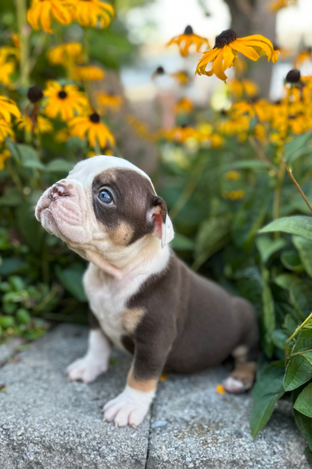 Old English Bulldog Puppies in Dogs & Puppies for Rehoming in Trenton - Image 4
