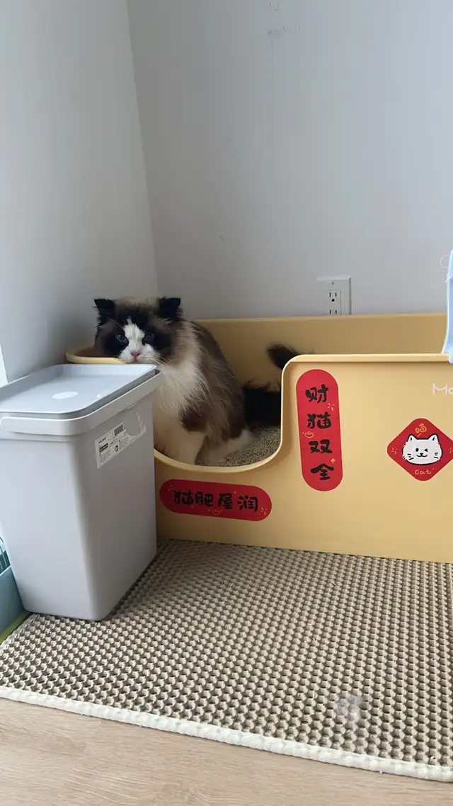 Cat Boarding ：A Loving Home for Your Cat in Animal & Pet Services in City of Toronto - Image 7