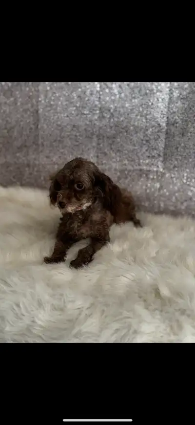 Havanese x poodle, View more