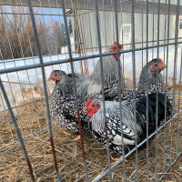 Silver laced wyandotte bantam hatching eggs orders full for now