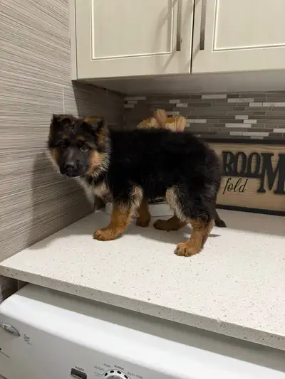 German Shepherd Male Puppy , View more