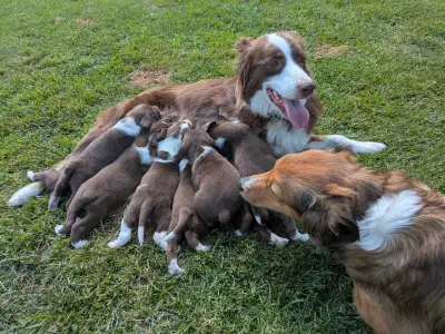 8 puppies for sale, View more