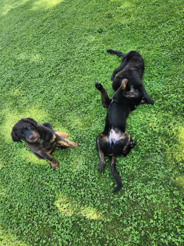 Labernois chiot 5 mois Chiens et chiots à adopter Laurentides Kijiji