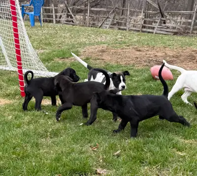 Boxer  Mix Puppies, View more