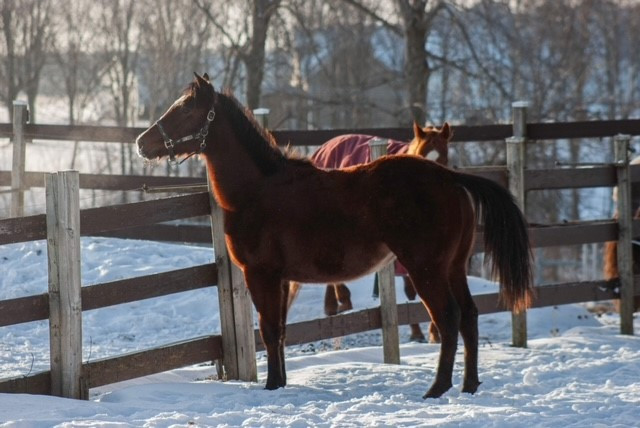 2022 JUMENT AQHA in Horses & Ponies for Rehoming in West Island - Image 3
