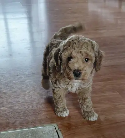 Toy Poodle puppy for sale, View more