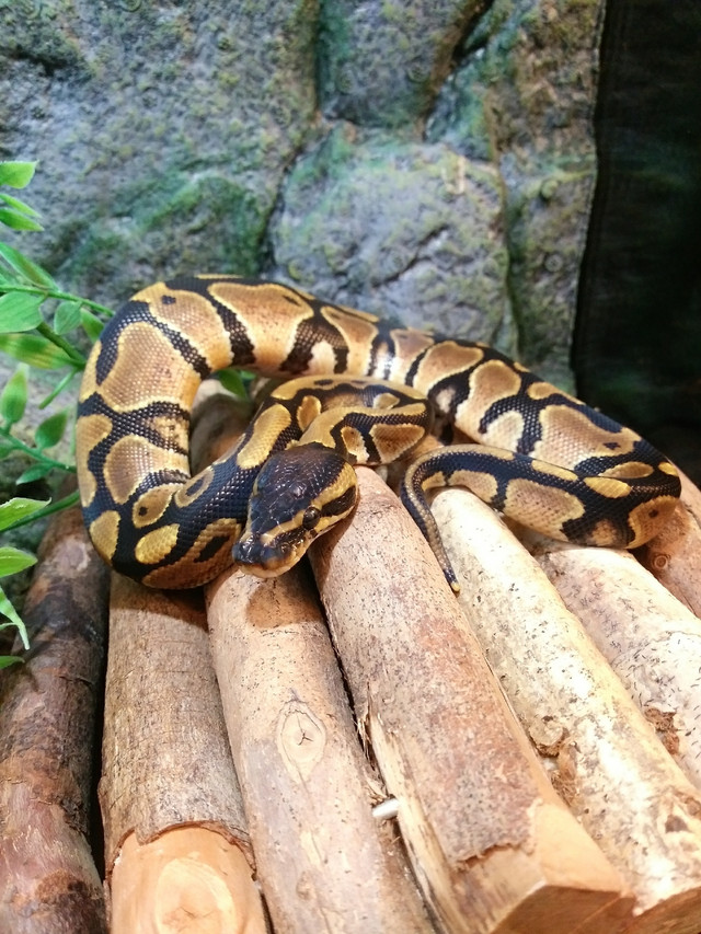 Baby Normal Ball Pythons in Reptiles & Amphibians for Rehoming in Hamilton