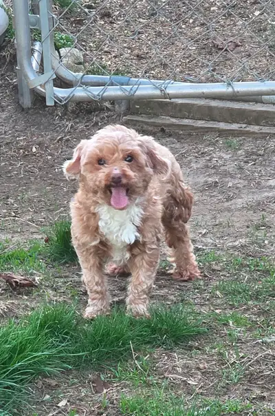 Female TOY Poodle, View more