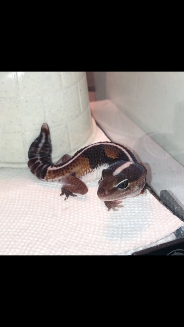 Reptiles getting ready for their new homes! Reptiles & Amphibians for