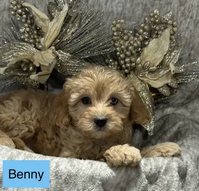 F1B Cavapoo X Poodle Puppies, View more