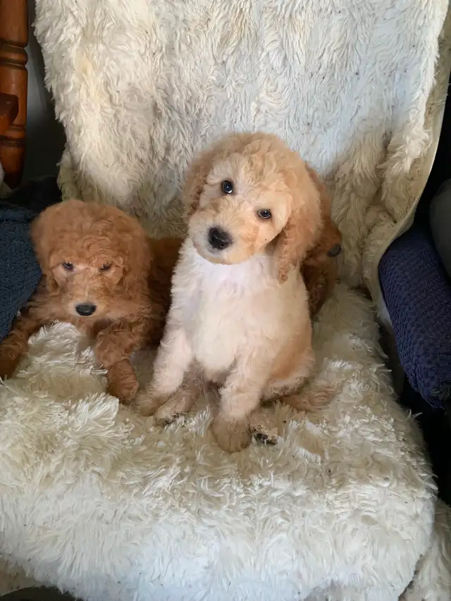 Beautiful smart standards poodle puppies in Dogs & Puppies for Rehoming in Vancouver - Image 8