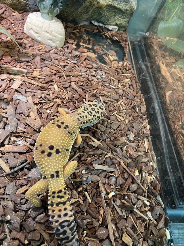Gecko Leopard& Crested dans Reptiles et amphibiens à adopter  à Ville de Montréal - Image 4