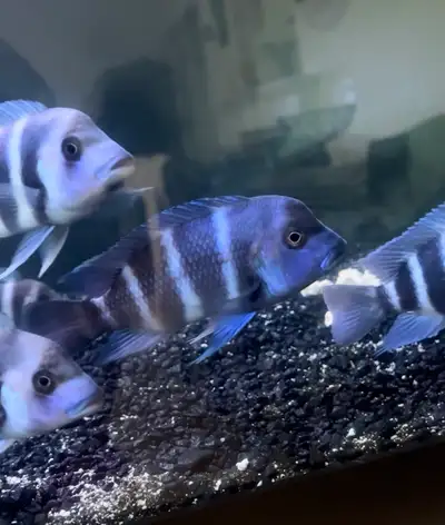 Cichlids blue Zaire moba frontosa, View more