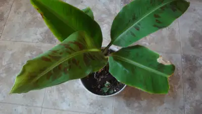 BANANA PLANT 24 INCHES TALL P/U QUEENSLAND SE, View more