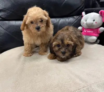 2 Shih Poo Puppies Ready to go Now - Both Girls, View more