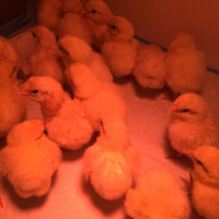Bresse Day old chicks for sale $12 each.