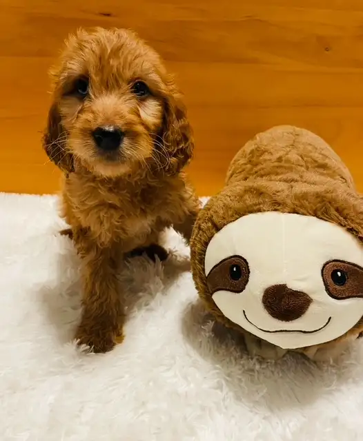 Miniature Cavapoo pups in Dogs & Puppies for Rehoming in City of Toronto - Image 3