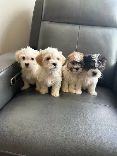 Teddy Bear Schichon Puppies — 4 Females, View more