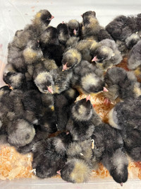 Plymouth Barred Rock chicks