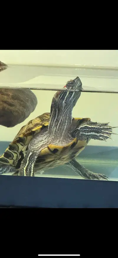 2 Aquatic Turtles with Large Aquarium & Complete Setup, View more