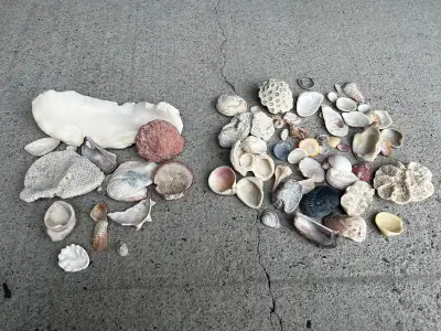Sea Shells, View more