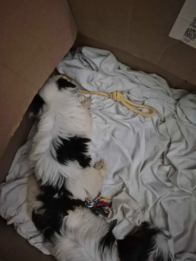 Shihtzu puppy & havenese Lhasa Apso mix in Dogs & Puppies for Rehoming in Owen Sound - Image 3