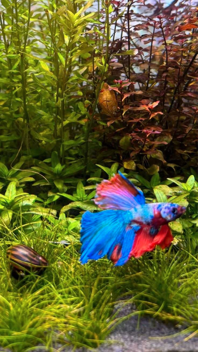 ❤️ SHUTTING DOWN YOUR TANK? CONTACT US  in Fish for Rehoming in Edmonton - Image 2