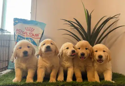 ❤️golden retriever red & creme 100% quality  garanteed ❤️, View more