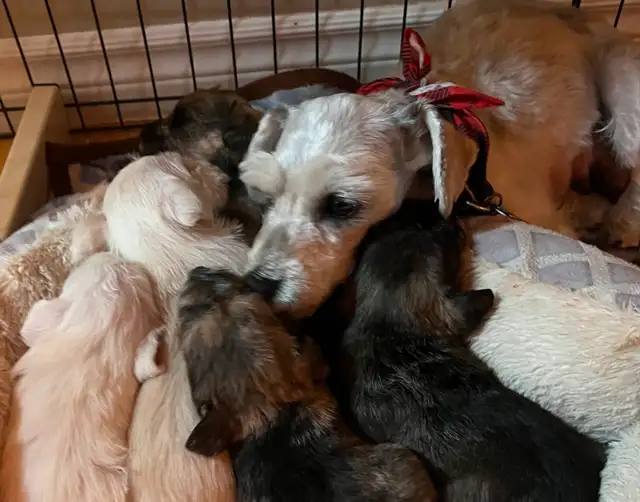 1 male - Miniature Schnauzer puppy in Dogs & Puppies for Rehoming in Ottawa - Image 2