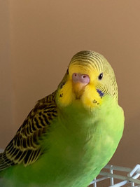 Budgie/perruche à vendre 