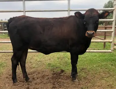 Jersey Cross Bred Heifer, View more